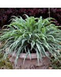 Hosta ’Silly String’ квіти